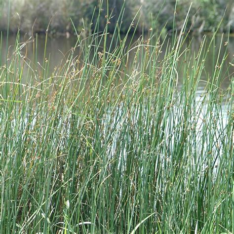 Freshwater Marsh | Virginia Institute of Marine Science