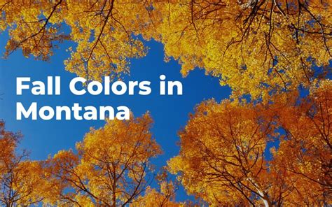 Fall Colors in Montana - A Yellowstone Life