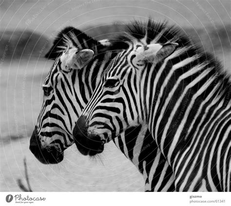 Pair of animals In pairs - a Royalty Free Stock Photo from Photocase