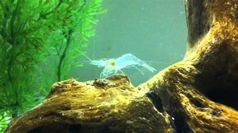 Amano Shrimp Attempting to Molt? - YouTube