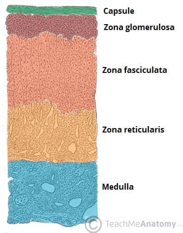 The Adrenal Glands - Location - Structure - TeachMeAnatomy