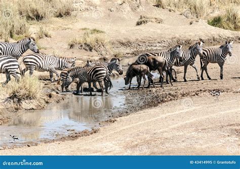 Zebras and wildebeest stock image. Image of grass, landscapes - 43414995