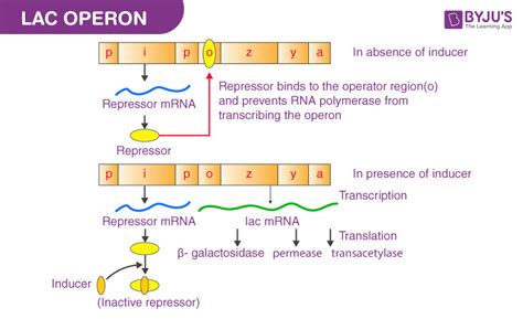 Lac Operon Structure