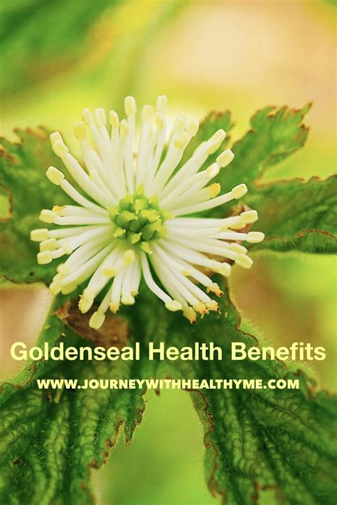 Goldenseal Health Benefits - Journey With Healthy Me | Goldenseal, Healing herbs, Goldenseal ...