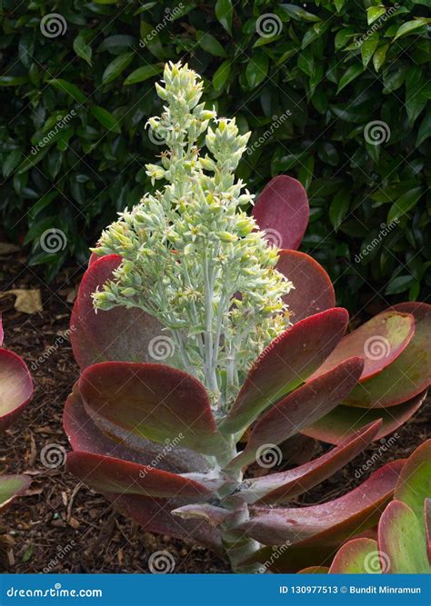 A Beautiful Red Pink Paddle Plant Leaves of the Succulent Plant with Its Yellow Flowers in a ...