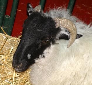 SCOTTISH BLACK FACE SHEEP ~ Ovino Scottish Blackface ~ Ori… | Flickr