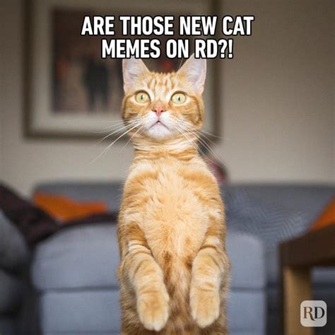 Cat Memes That Are so Hilarious You'll Laugh at Them Every Time