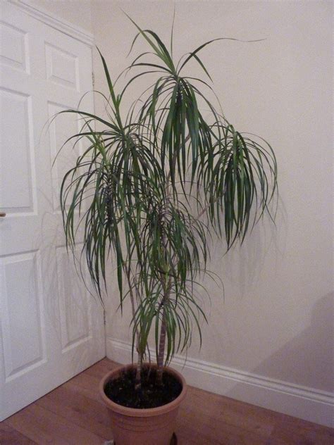 Madagascar Dragon Tree plant - Evergreen indoor shrub in very good ...