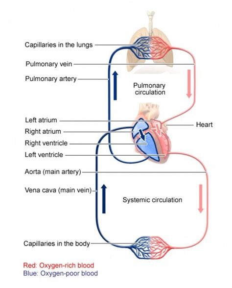 Illustration: Pulmonary and systemic circulation Circulatory System, Respiratory System, Lunge ...