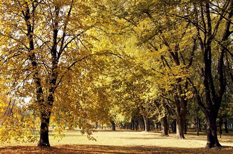 Free picture: forest, trees, yellow leaves, autumn