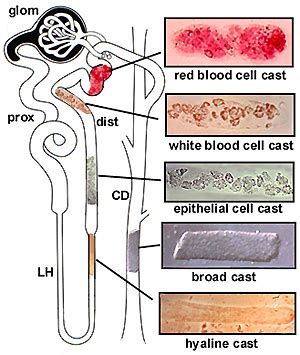 Pathology Case Studies