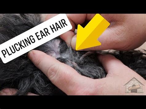 Should You Pluck Dogs Ear Hair