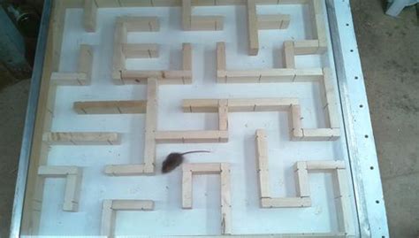 Bigger, tighter mouse maze experiments