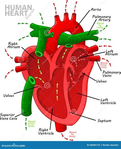 Anatomie Du Coeur Humain