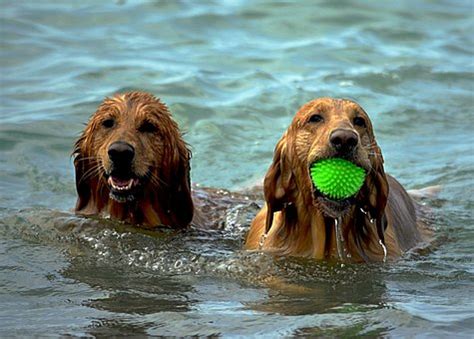 10 Cute Puppies And Dogs Playing In The Water