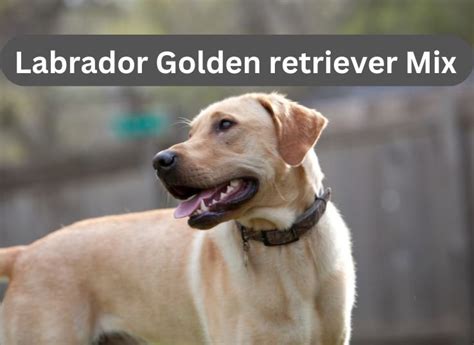 Labrador Golden retriever Mix: A Useful Guide to Golden Lab - Animal Pedias