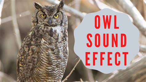 Owl Sound Effect - No Copyright - YouTube