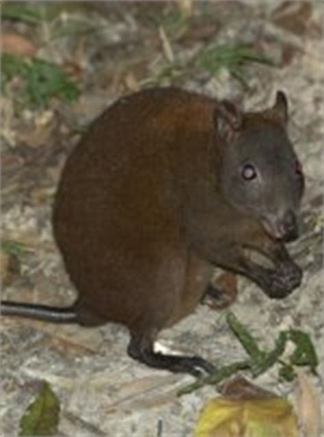 Musky rat-kangaroo - pictures and facts