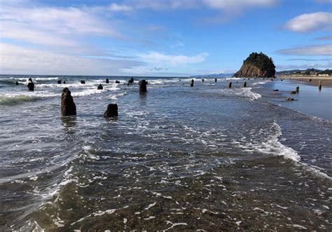 Tree Rings Show Evidence Of 1700 Cascadia Earthquake And Tsunami