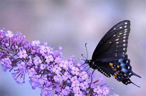 animals, Macro, Insect, Butterfly, Flowers, Purple Flowers Wallpapers HD / Desktop and Mobile ...