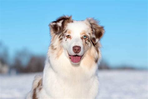 9 Dog Breeds That Have Green Eyes - PatchPuppy.com