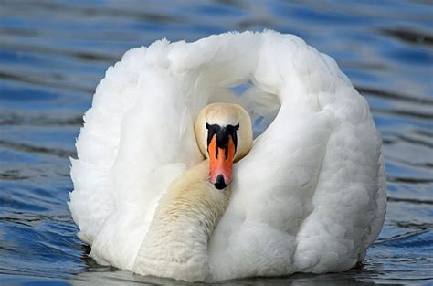 Mute Swan