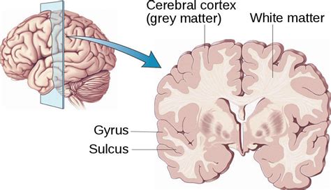 6: Left: A coronal slice through a human brain illustrating the ...