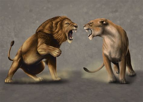 Lioness Fighting