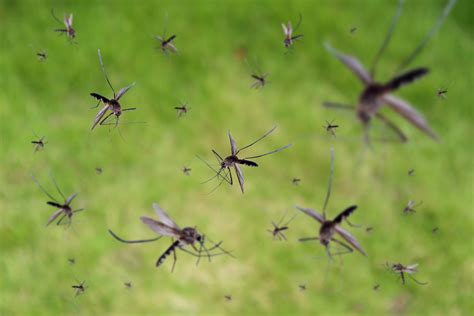 Terrifying Mosquito-Borne Disease Detected In Florida Causes Death Of 1 In 3 People Infected And ...