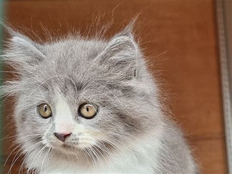 Very Beautiful Angora Kitten Stock Image - Image of angora, carnivore ...