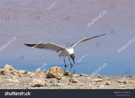 Grand Turk Wildlife Water Birds Stock Photo 2235884375 | Shutterstock