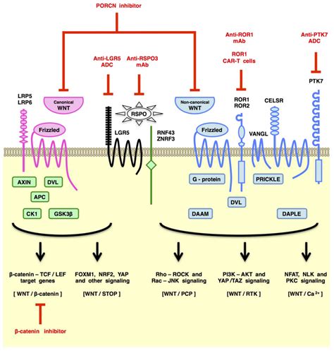 Canonical and non-canonical WNT signaling in cancer stem cells and their niches: Cellular ...