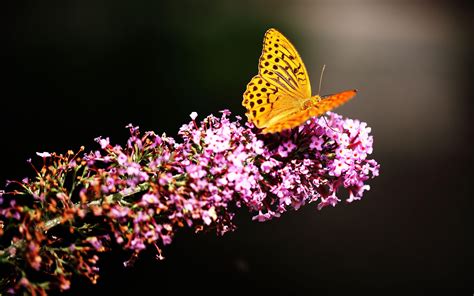 Butterfly Garden Wallpapers - Top Free Butterfly Garden Backgrounds ...