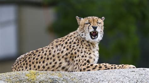 big, Cats, Cheetah, Roar, Snout, Animals, Snarl, Fangs Wallpapers HD / Desktop and Mobile ...