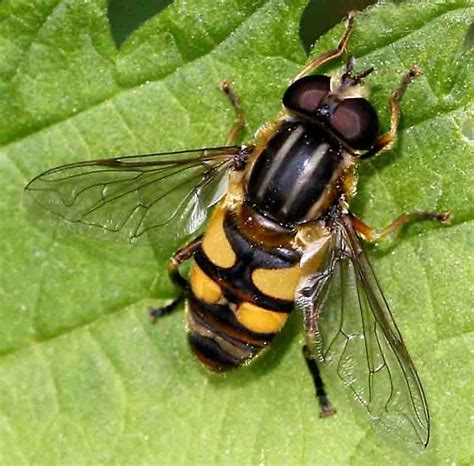 fly (Syrphidae) - Helophilus fasciatus - BugGuide.Net