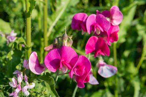 Sweet Pea Flowers: Planting, Care & Growing Guide