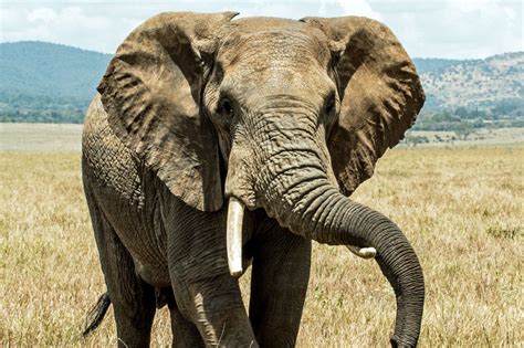 10 Elephant Adaptations (Evolutionary Secrets!) – Fauna Facts