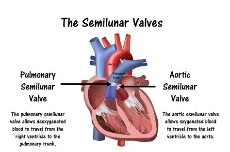 Function Of The Atrioventricular And Semilunar Valves