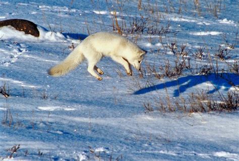 Curious Kids: How do arctic foxes hunt in the snow? | KiowaCountyPress.net