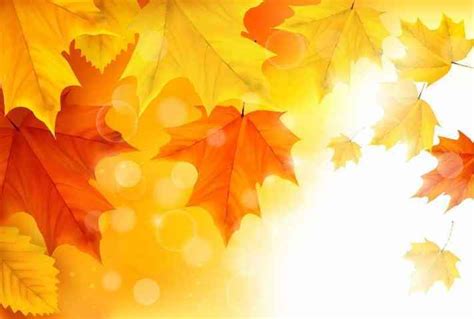 Autumn Leaves Yellow Background Free Vector Download | FreeImages