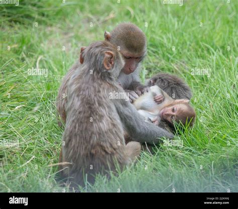 Various Wildlife animals at Longleat Safari Park Stock Photo - Alamy