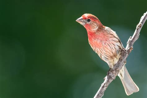 10 Fascinating Facts: The House Finch | Lyric Wild Bird Food