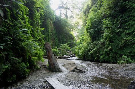 Fern Canyon (Prairie Creek Redwoods State Park, CA) – Live and Let Hike