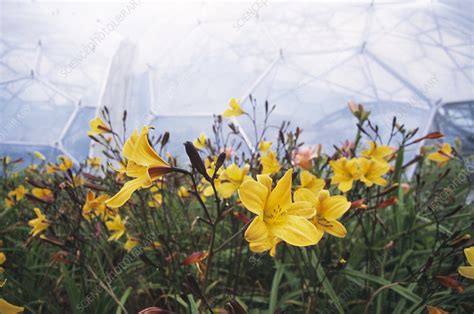 Eden Project biomes - Stock Image - H465/0159 - Science Photo Library