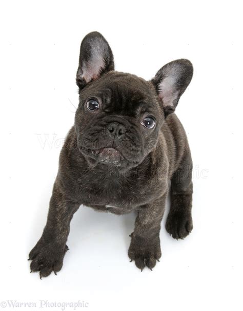 Dark brindle French Bulldog pup photo WP40865