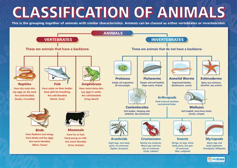 Classification of Living Things - Year 3, WCC NWS