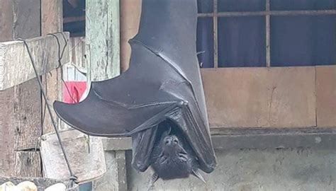 The truth behind the 'human-sized' bat picture that went viral | Newshub