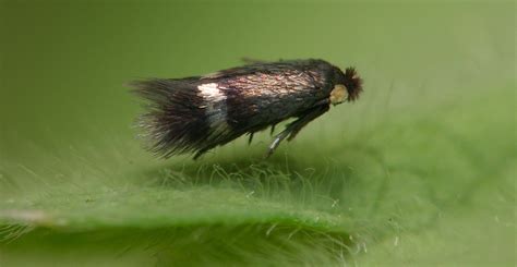 The tiniest moths in the world | Natural History Museum