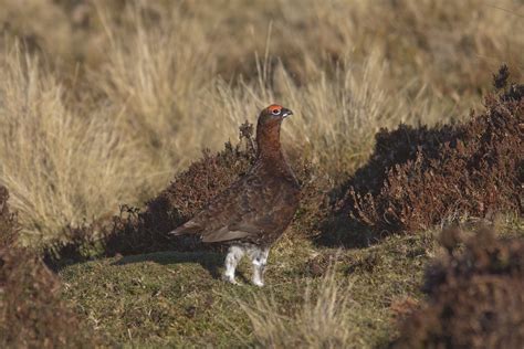 Lagopus lagopus, Willow Grouse