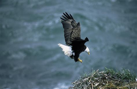 Free picture: bald, eagle, landing, nest